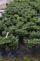 Preview: Abies balamea Nana