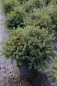Preview: Picea glauca Echiniformis