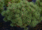 Preview: Pinus mugo Moepschen - Kugel-Kiefer - 20-25