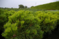 Preview: Pinus nigra Pierrick Bregeon (R)  - Kugelkiefer -30-40