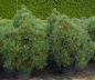 Preview: Pinus nigra Spielberg - Schwarzkiefer