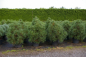 Preview: Pinus nigra Spielberg - Schwarzkiefer