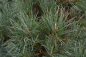 Preview: Pinus nigra Spielberg - Schwarzkiefer