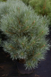 Preview: Pinus sylvestris Watereri - Waldkiefer - Strauchkiefer - 40-50