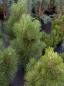 Preview: - Pinus nigra Pyramidata