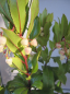 Preview: erdbeerbaum