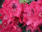 Preview: Großblumige Alpenrose - Rhododendron Hybride Aeschbachers Rubin - 30-40
