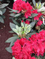 Preview: Großblumige Alpenrose - Rhododendron Hybride Aeschbachers Rubin - 30-40