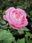 Preview: Historische Rose La Reine Victoria - Historische Rose -