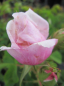 Preview: Historische Rose Madame Knorr - Historische Rose -