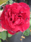 Preview: Edelrose Graf Lennart (R) - Edelrose -
