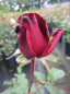 Preview: Edelrose Graf Lennart (R) - Edelrose -