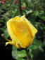 Preview: Edelrose Marco Polo (R) - Edelrose -