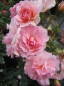Preview: Strauchrose Rosario ® - Rosa Rosario - Tantau Rose
