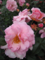 Preview: Strauchrose Rosario ® - Rosa Rosario - Tantau Rose