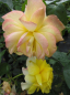 Preview: Strauchrose China Town
