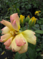 Preview: Strauchrose China Town