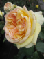 Preview: Edelrose Golden Tower
