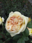 Preview: Edelrose Golden Tower