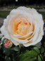 Preview: Strauchrose Schloß Eutin ® - Rosa Schloß Eutin ® - Märchenrose - Kordes-Rose