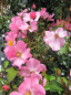 Preview: Rosa Fortuna® - Beetrose - Bodendeckerrose - Kordes-Rose - Rigo-Rose - ADR-Rose -