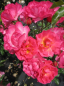 Preview: Beetrose Maxi Vita® - Rosa Maxi Vita® - Bodendeckerrose - Kordes-Rose - Rigo-Rose - ADR-Rose -
