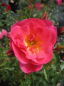 Preview: Beetrose Maxi Vita® - Rosa Maxi Vita® - Bodendeckerrose - Kordes-Rose - Rigo-Rose - ADR-Rose -