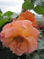 Preview: Strauchrose Arabia ® - Strauchrose - Tantau Rose