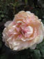 Preview: Edelrose Souvenir de Baden Baden (R) - Edelrose -