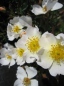 Preview: Minirose Sonnenröschen (R) - Minirose -