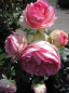 Preview: Strauchrose Eden Rose 85 (R) - Strauchrose -