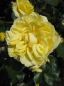 Preview: Beetrose Sunlight Romantica® - Edelrose -