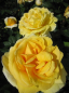 Preview: Beetrose Sunlight Romantica® - Edelrose -