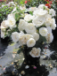 Preview: Zwergrose White Babyflor