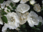Preview: Zwergrose White Babyflor