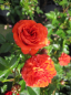 Preview: Zwergrose Orange Juwel (R) - Zwergrose -