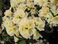 Preview: Rhododendron hybr. "Chateau de Villandry" 30-40