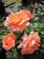 Preview: Zwergrose Flower Power