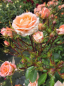 Preview: Zwergrose Flower Power