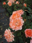 Preview: Zwergrose Flower Power