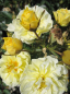 Preview: Bodendeckerrose Golden Cover® - Rosa Golden Cover® - hellgelb - Duft+ - Poulsen-Rose -