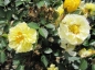 Preview: Bodendeckerrose Golden Cover® - Rosa Golden Cover® - hellgelb - Duft+ - Poulsen-Rose -