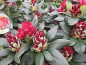 Preview: Rhododendron hybr. Cherry Kiss® hat eine leuchtend karminrote Blüte.