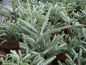 Preview: Abies koreana Silver Star - Koreatanne mit Silberschein - 25-30