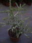Preview: Abies koreana Silver Star - Koreatanne mit Silberschein - 25-30