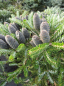 Preview: Abies koreana Silver Star - Koreatanne mit Silberschein - 25-30