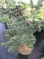 Preview: Pinus parviflora glauca