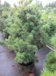 Preview: Pinus parviflora glauca