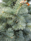 Preview: Zwergkorktanne - Abies las. Compacta