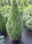Preview: Picea glauca Laurin